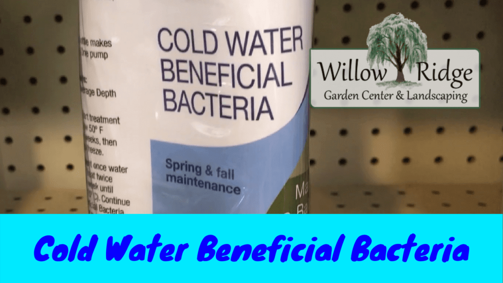 cold water bacteria