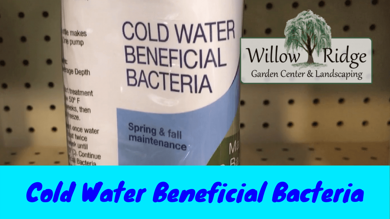 cold water bacteria