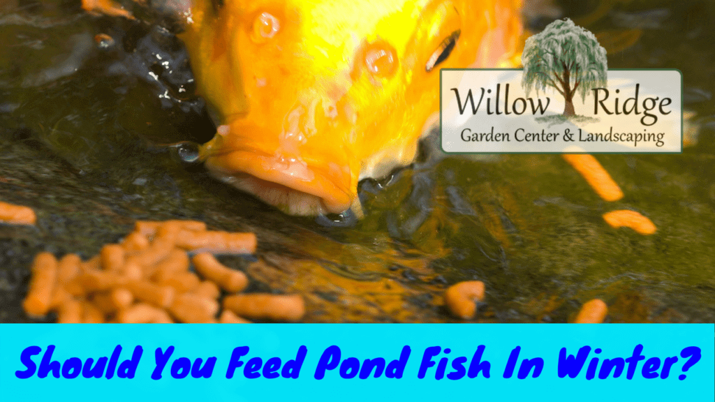 Should You Feed Pond Fish In Winter? Willow Ridge Knoxville Oak Ridge