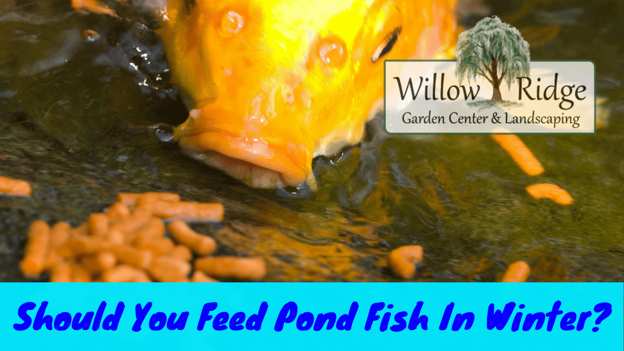 feed pond fish in winter