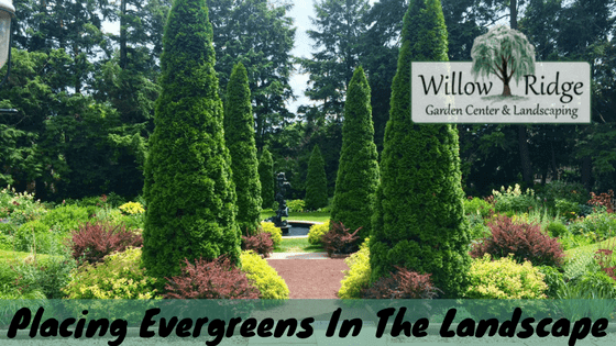 placing evergreens