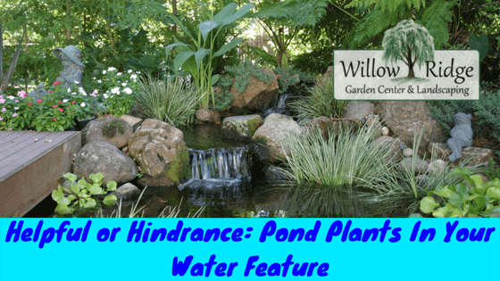 pond plants
