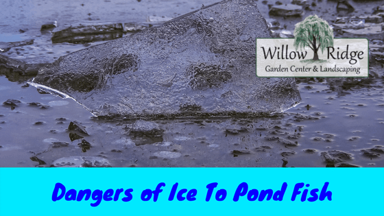 dangers of ice to pond fish