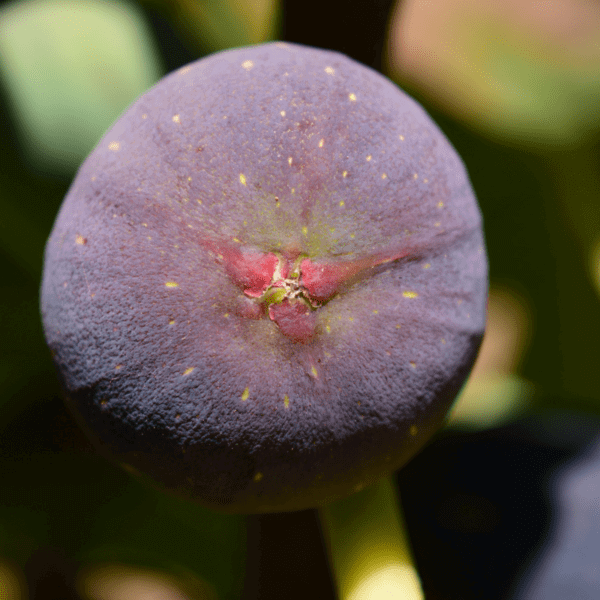 Planting Figs In The Knoxville TN Area Willow Ridge Garden Center