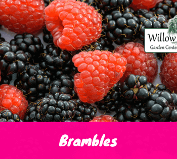 brambles