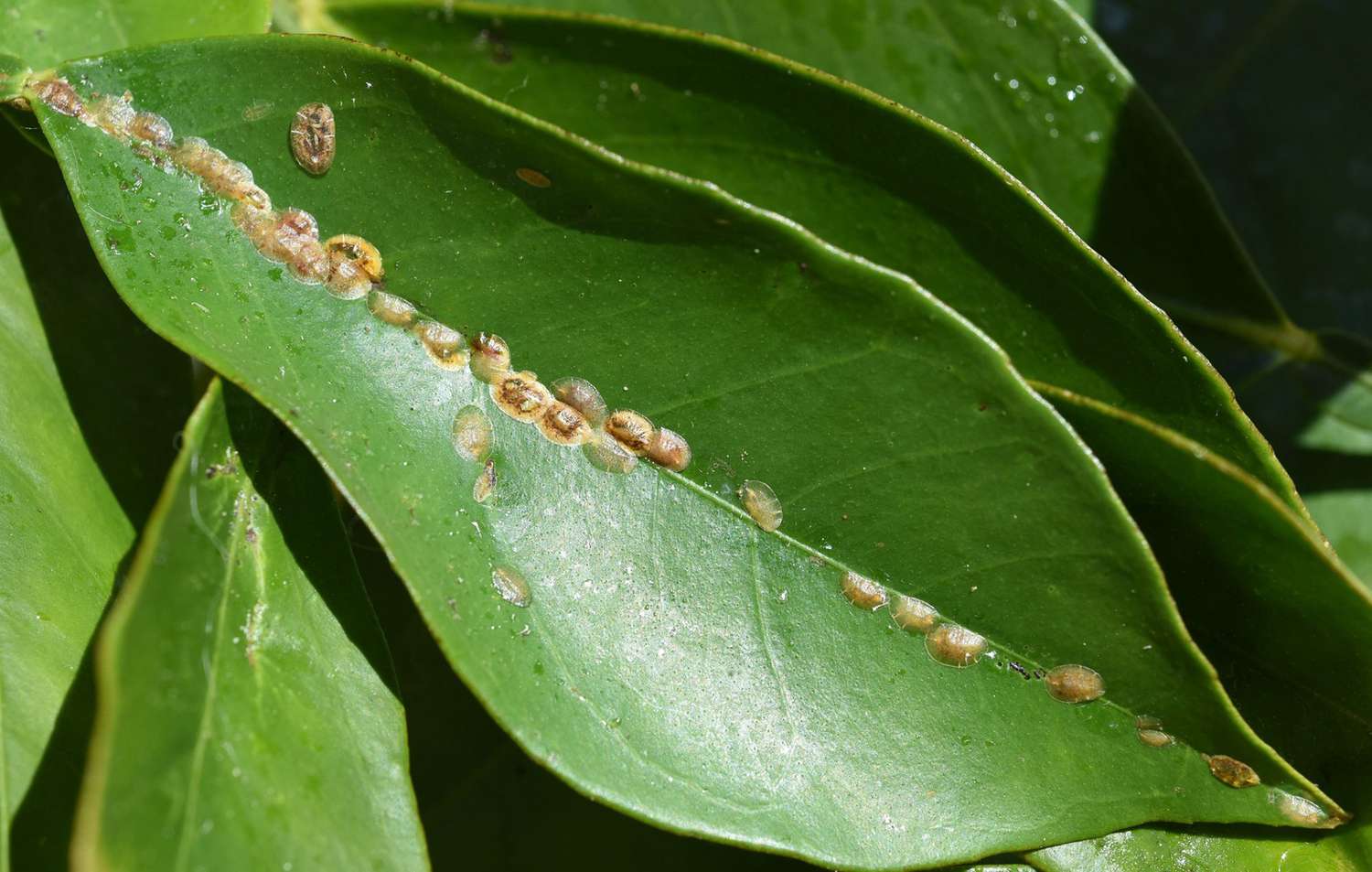 Scale Insects, Garden Pests & Diseases, Gardening Tips