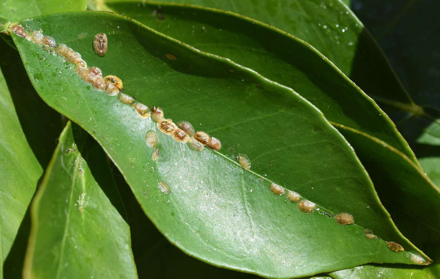 Here Are The Top 10 Houseplant Pests And How To Get Rid Of Them 