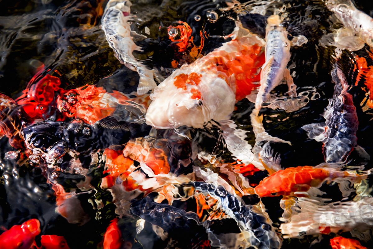 How to Protect Your Koi Pond From Heron