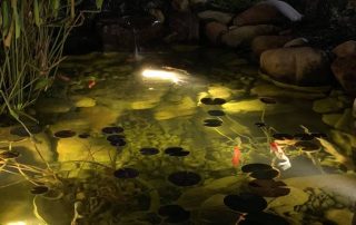 Pond Landscape Lighting Services