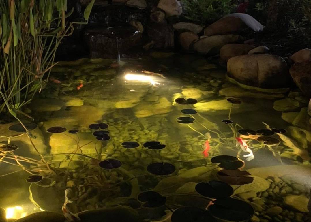 Pond Landscape Lighting Services