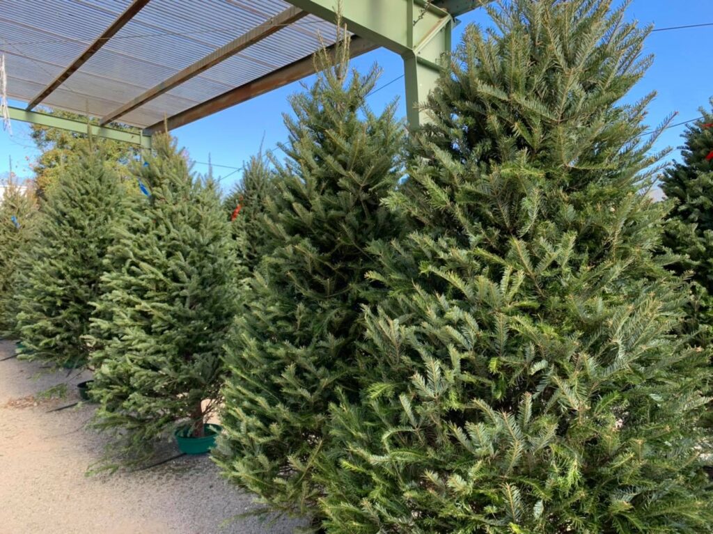 Christmas Trees Christmas Trees