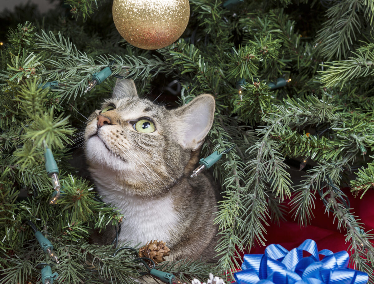 Tips for keeping pets out of your Christmas tree | Willow Ridge Garden ...