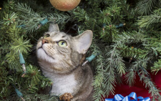 Tips for Keeping Pets Out of Christmas Tree