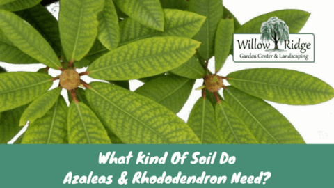 Azaleas and Rhododendron