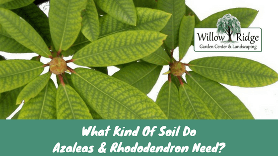 Azaleas and Rhododendron