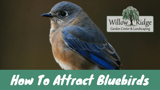 attract bluebirds