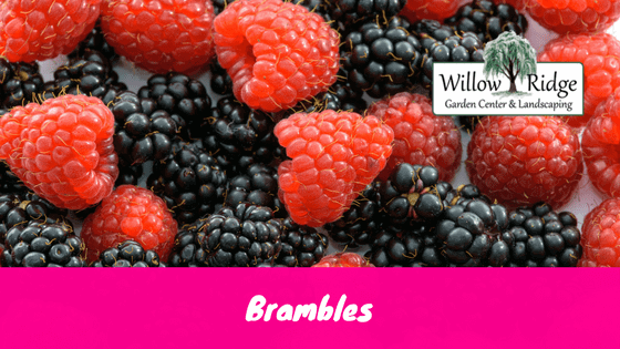 Blog-Brambles