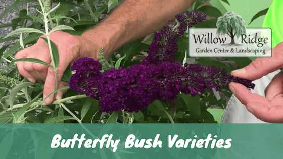 butterfly bush