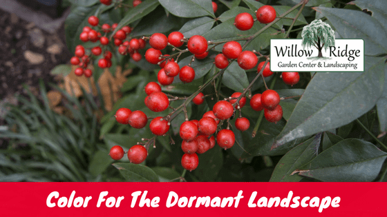 color for the dormant landscape