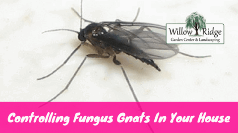 controlling fungus gnats