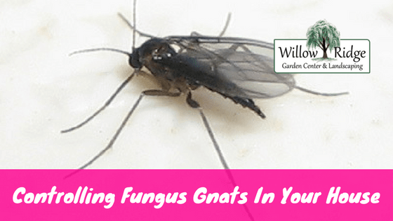 controlling fungus gnats