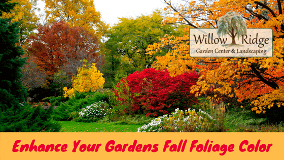 Fall Foliage