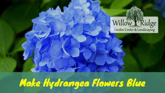 make hydrangea flowers blue