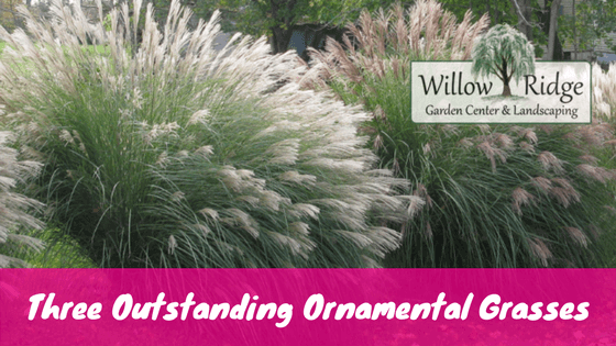 ornamental grasses