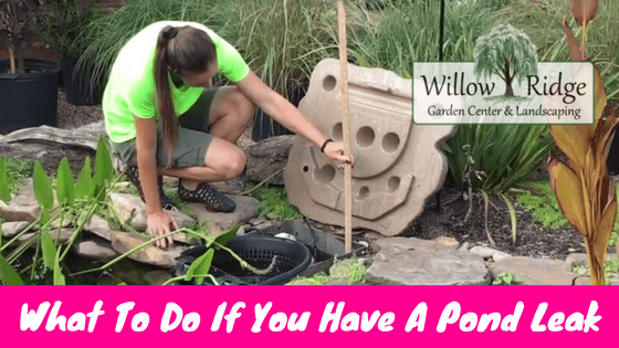 pond leak