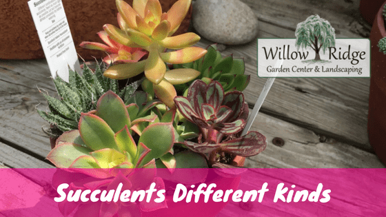 Blog-Succulents-Different-Kinds Oak Ridge