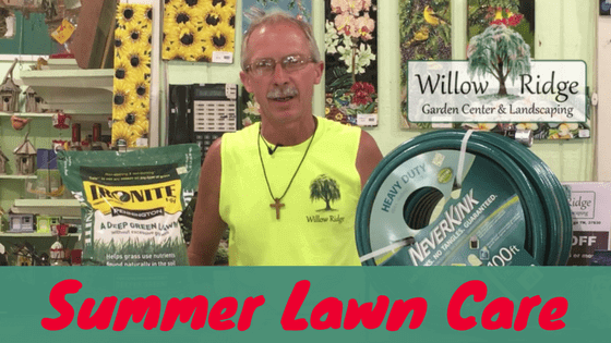 summer lawn care