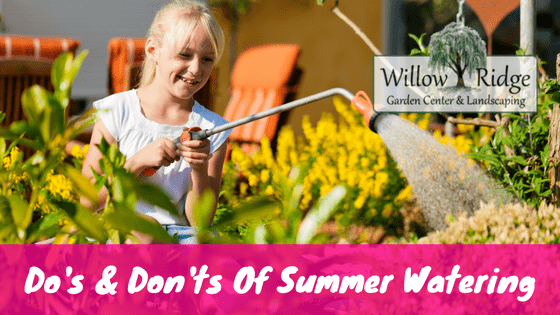 Summer Watering dos and donts