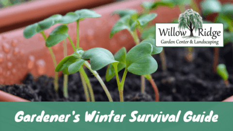 gardener's winter survival guide