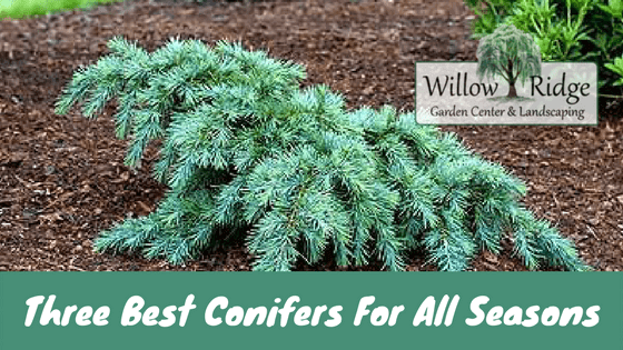three best conifers for all seasons