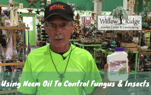 use neem oil to control fungus and insects