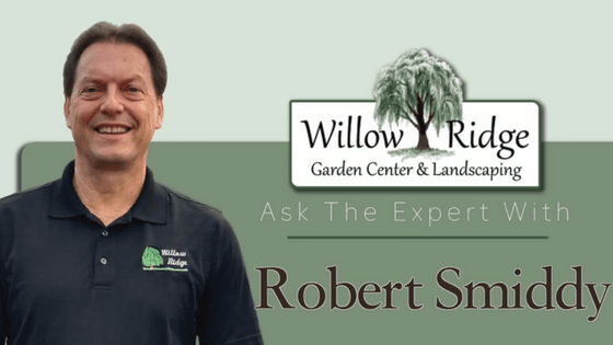 transplant plants during winter