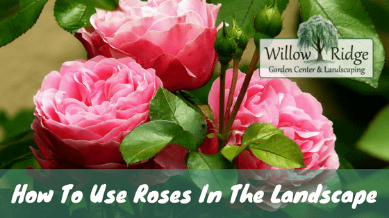 use roses in the landscape