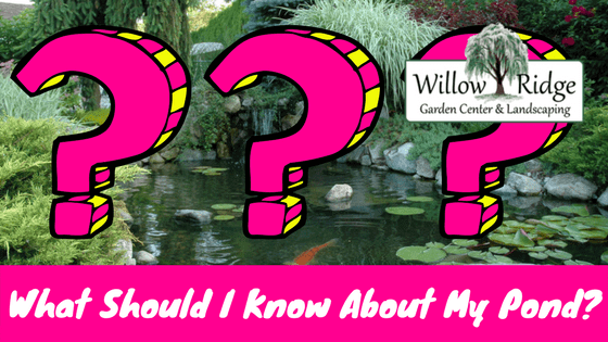What should i know about my pond