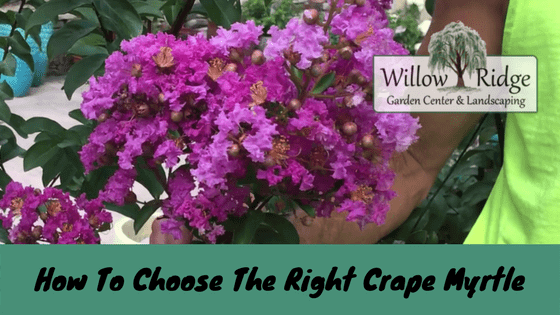 how to choose the right crape myrtle