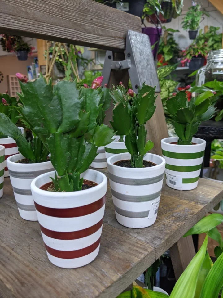 Christmas Tree - Section 3 - Christmas Plants - PXL_20211117_175244063