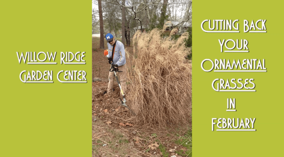 Trim Ornamental Grasses