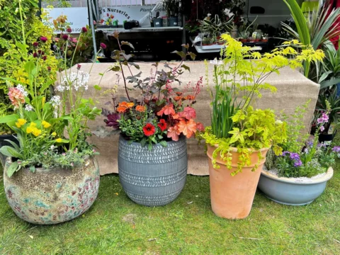 flowers on pots different