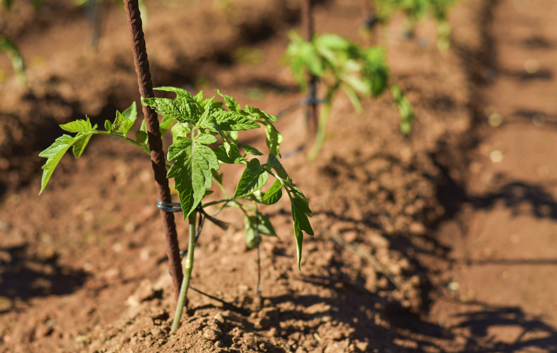 tomato plants in an organic orchard