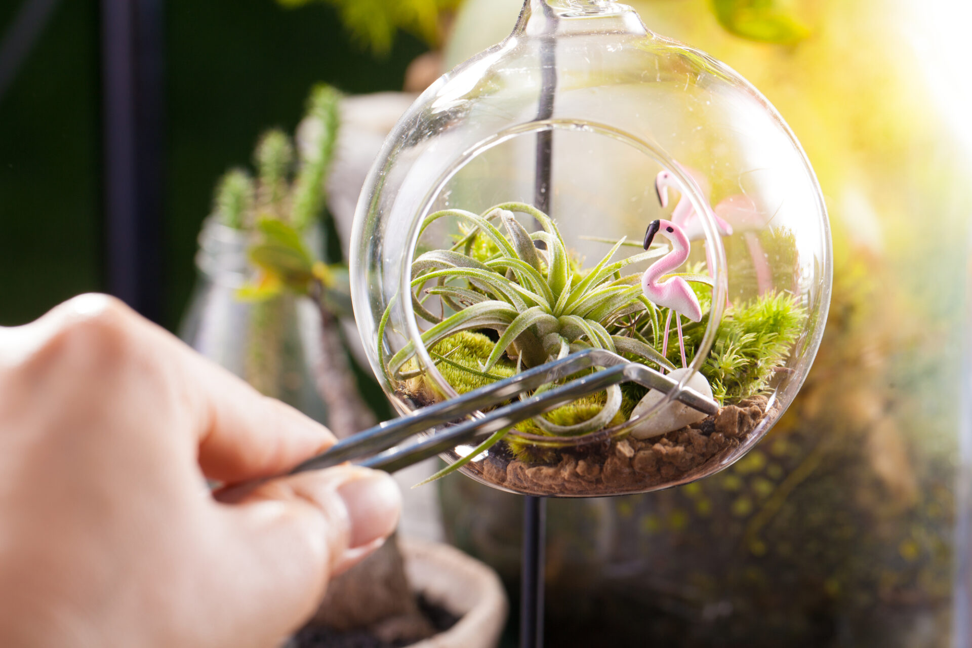 Tillandsias Air Plant