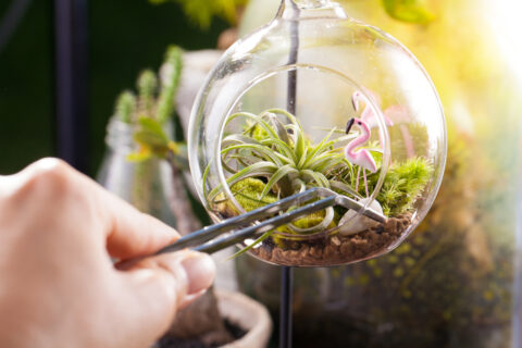 Tillandsias Air Plant