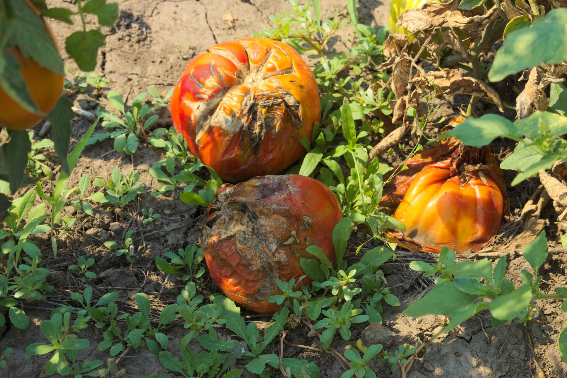 Tomato Diseases and how to deal with them- Blight