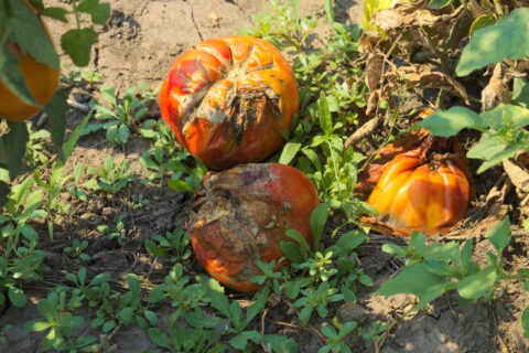 Tomato Diseases and how to deal with them- Blight