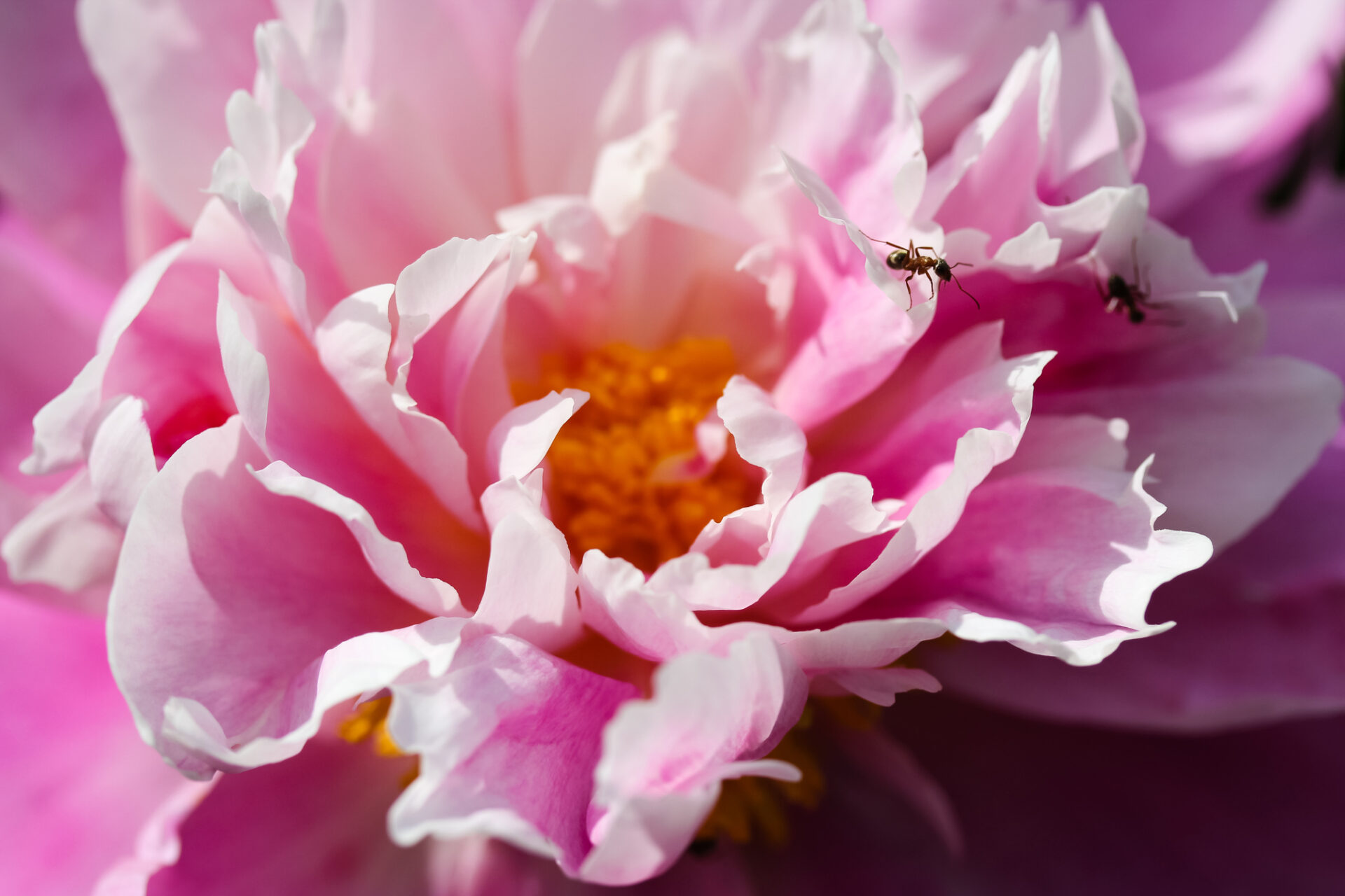 Huge pink peony flower bud, ants crawling on petals. Lush flowers in full bloom.