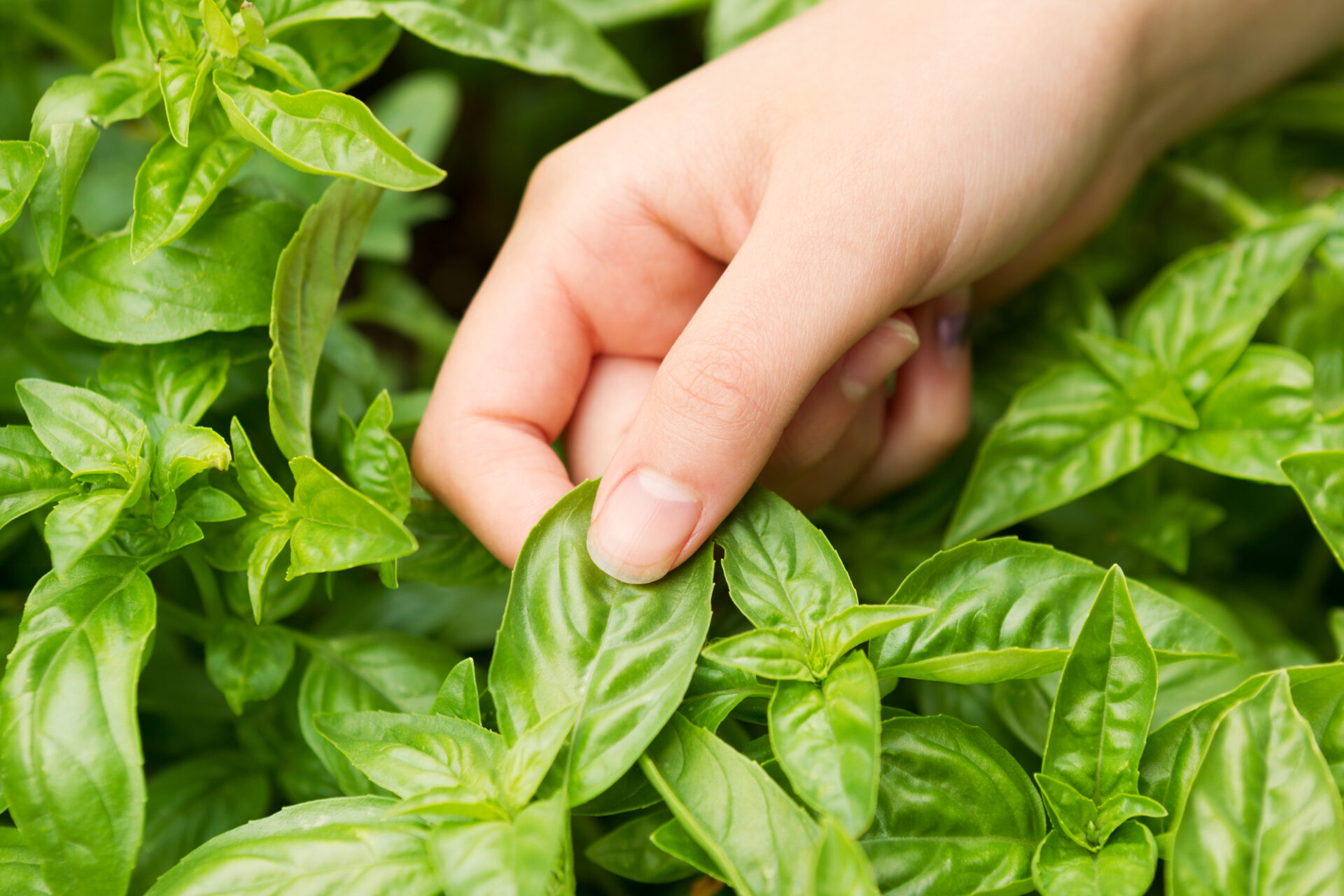 Fresh Basil ready to harvest Benefits of landscaping