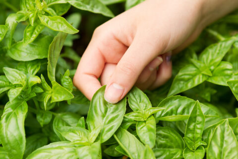 Fresh Basil ready to harvest Benefits of landscaping
